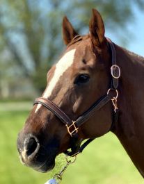 Ger-ryan Sage family rose gold padded halter - Pony