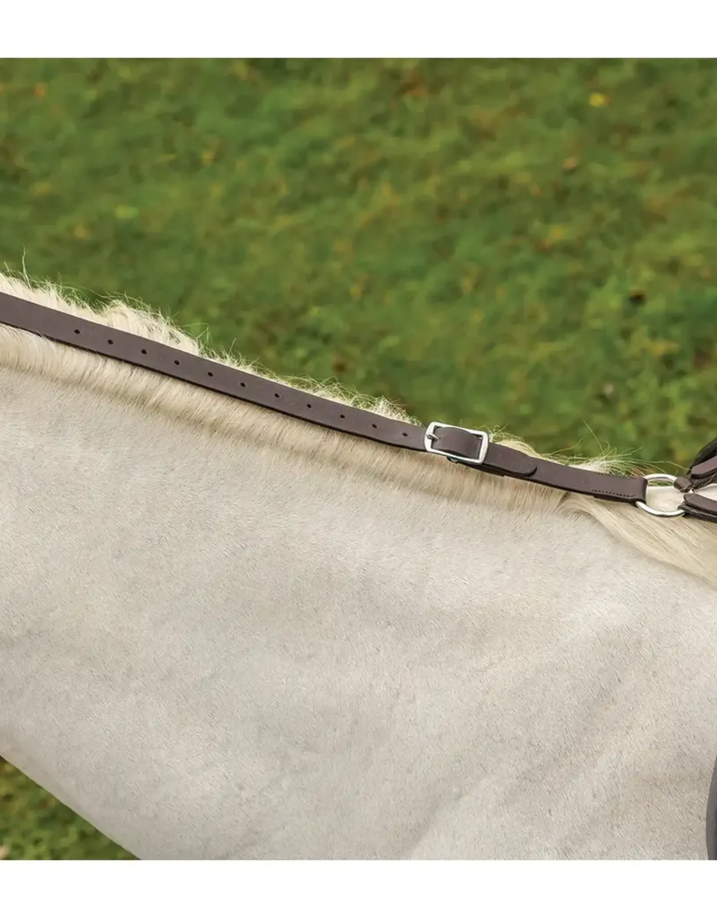 Rêne de marguerite Shires Avignon