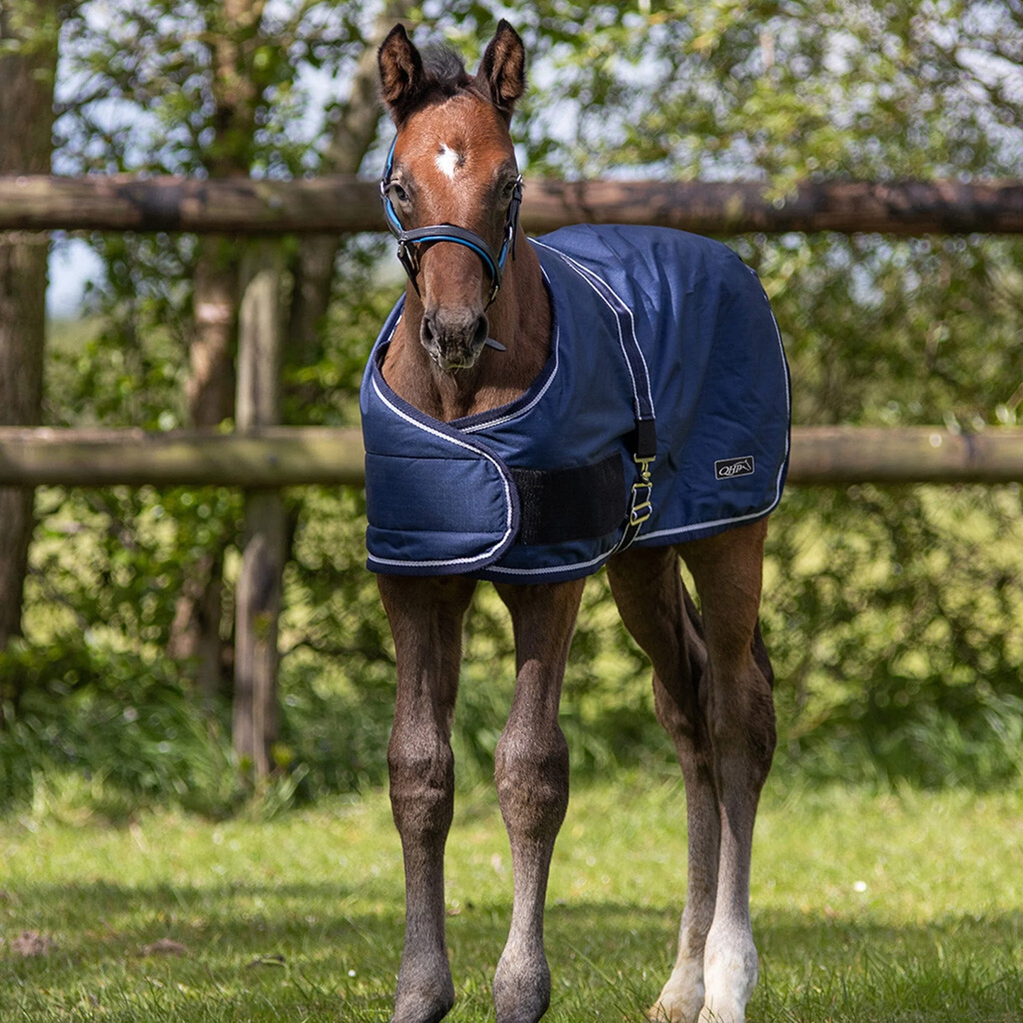 QHP foal turnout rug - 100g