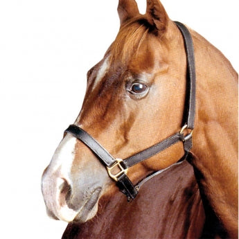Ger-ryan economy nylon/leather halter