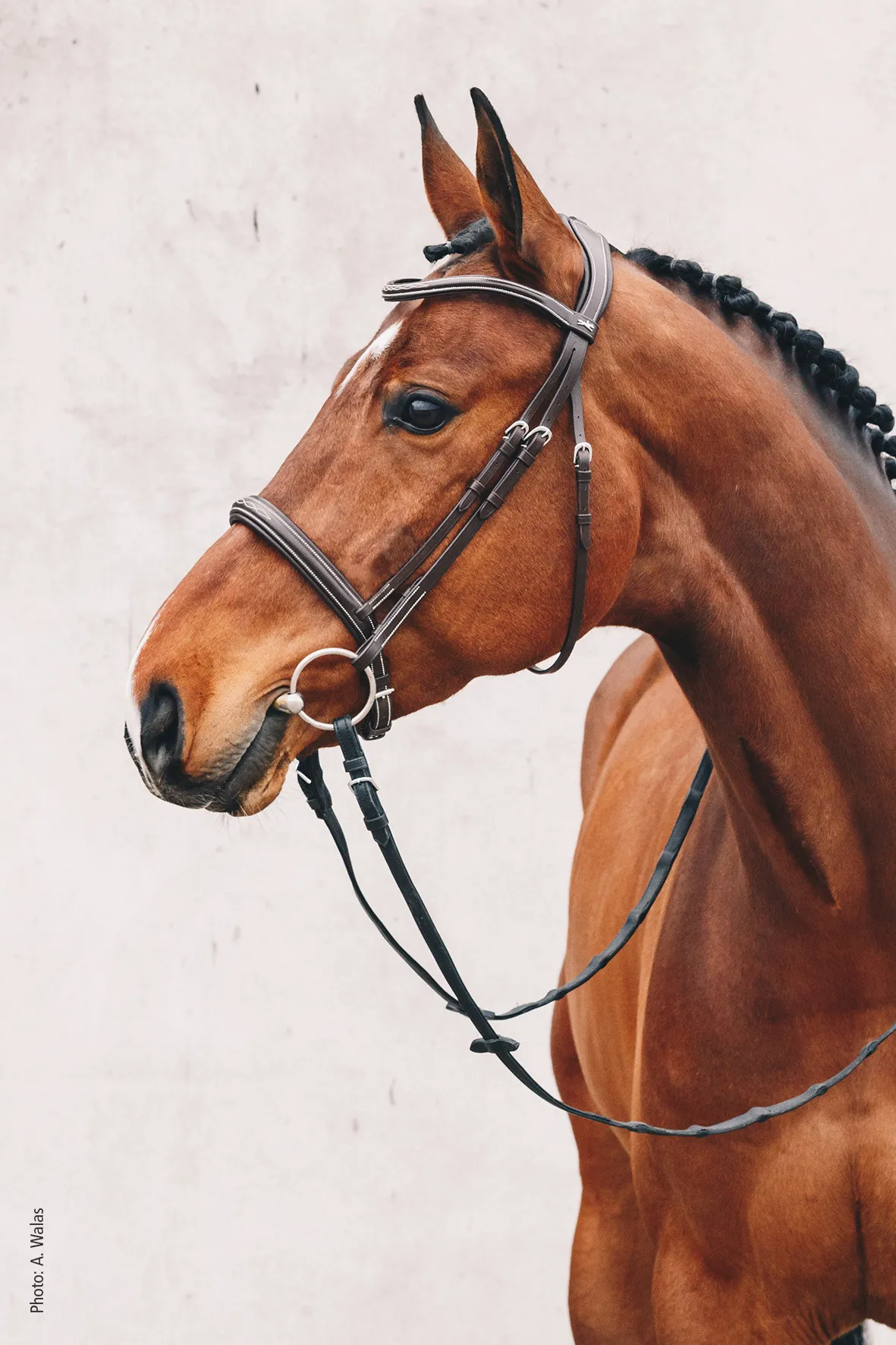 Schockemöhle Montreal select bridle