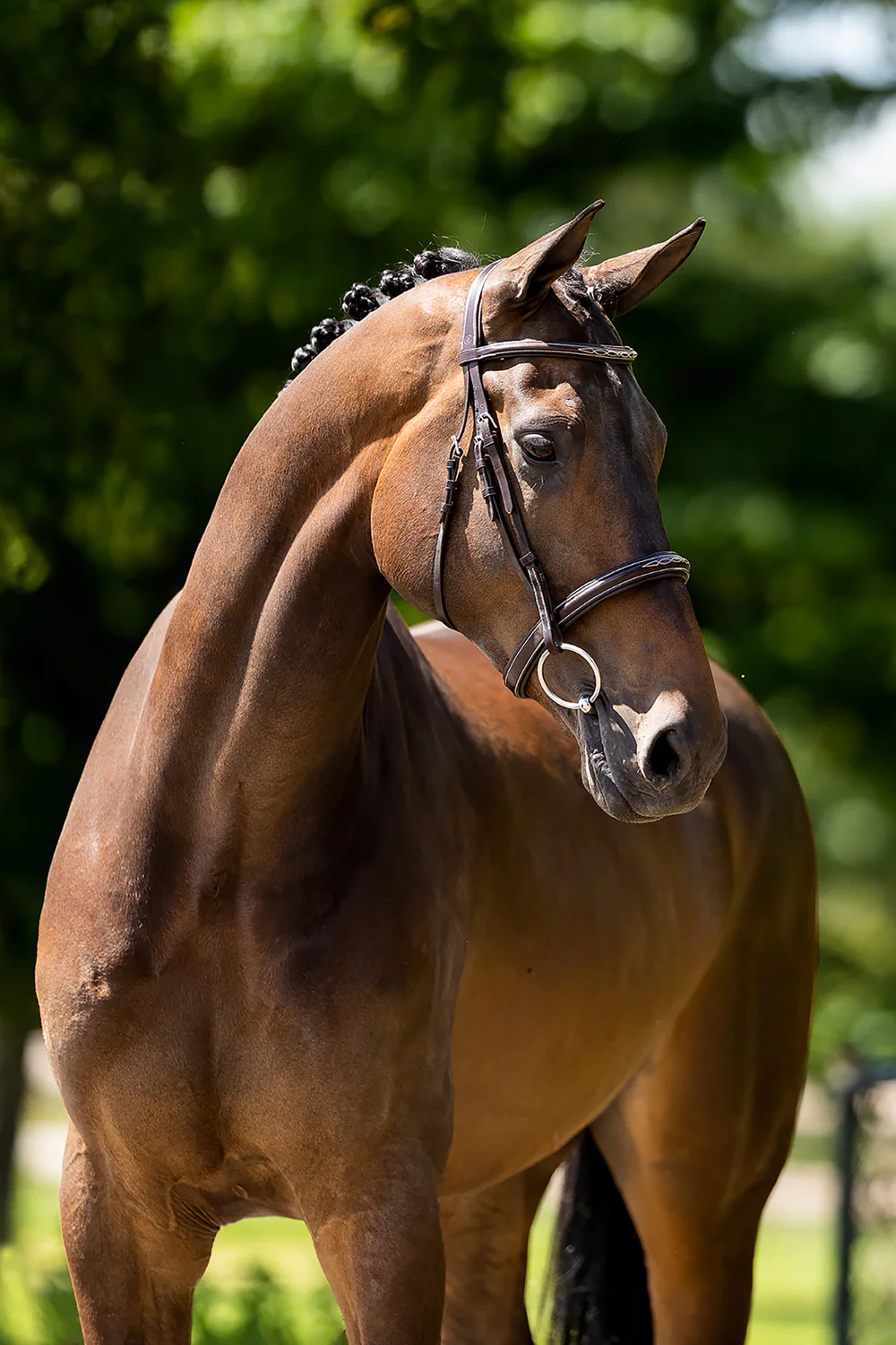 BR Oxford bridle - Full