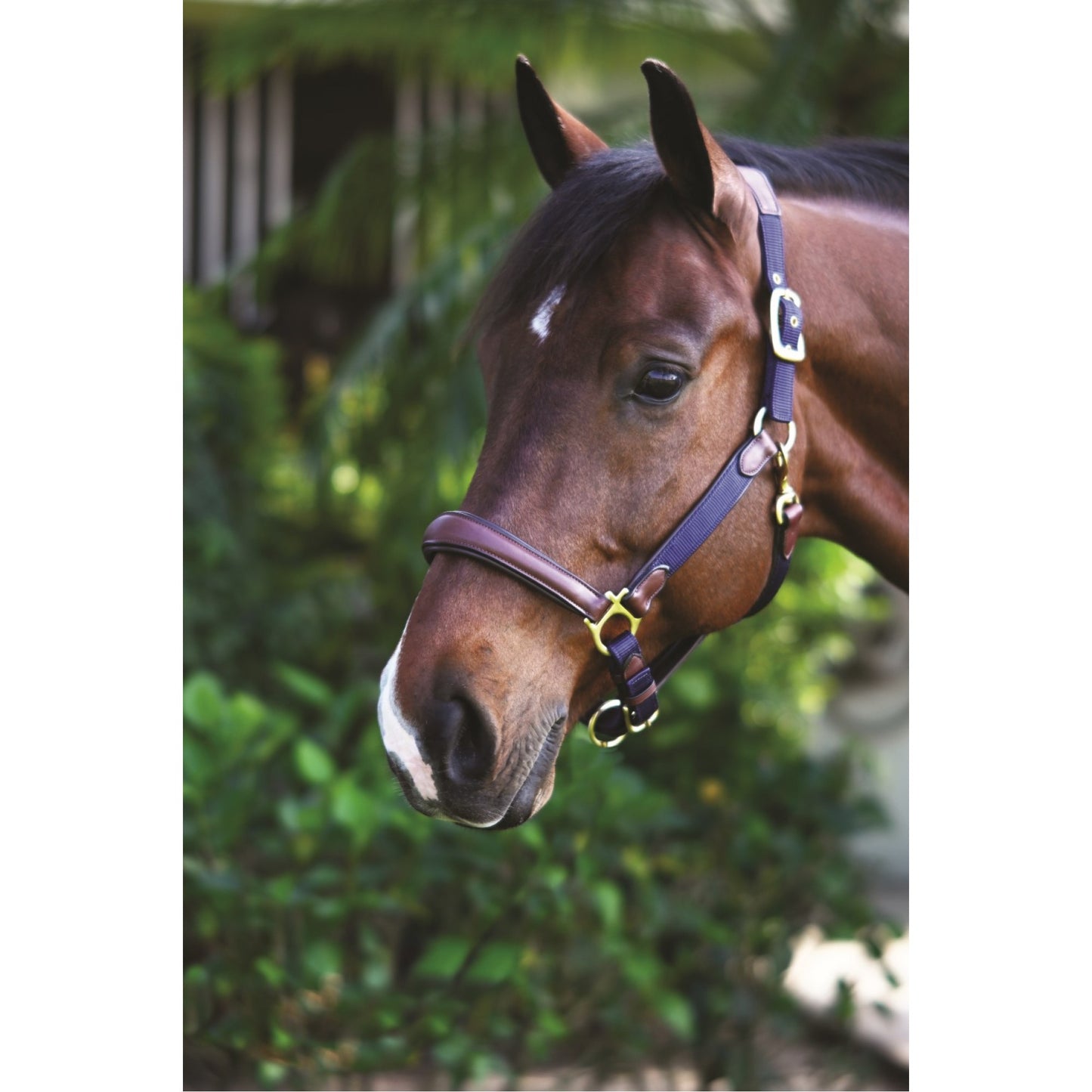 Licol flexible à coussin Ovation Luxor