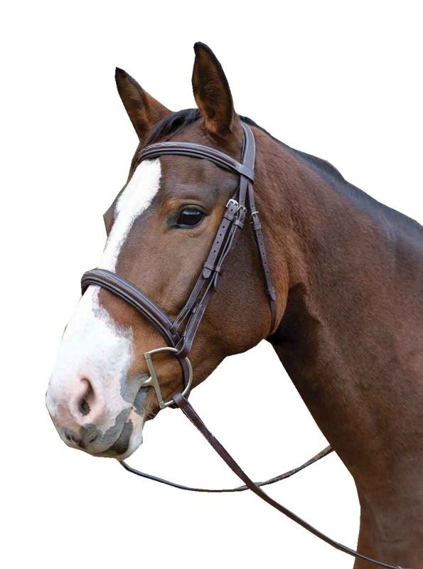 Avignon Ocala bridle