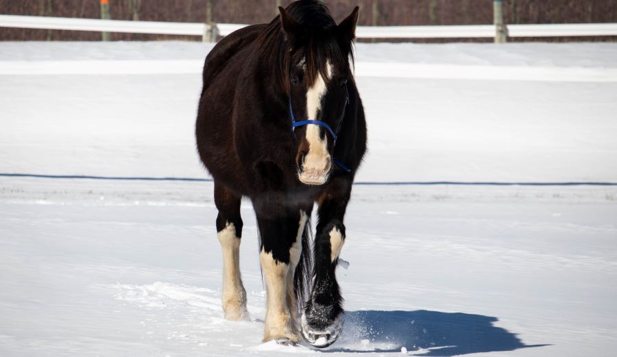 Botte Big Foot Cavallo