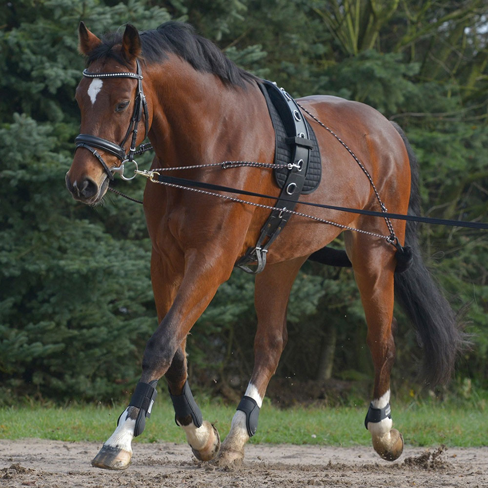 Waldhausen lunging system