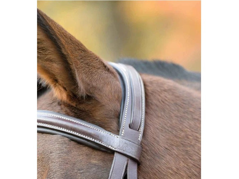Avignon Nashville bridle