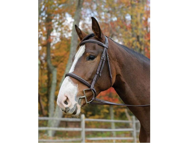 Avignon Nashville bridle