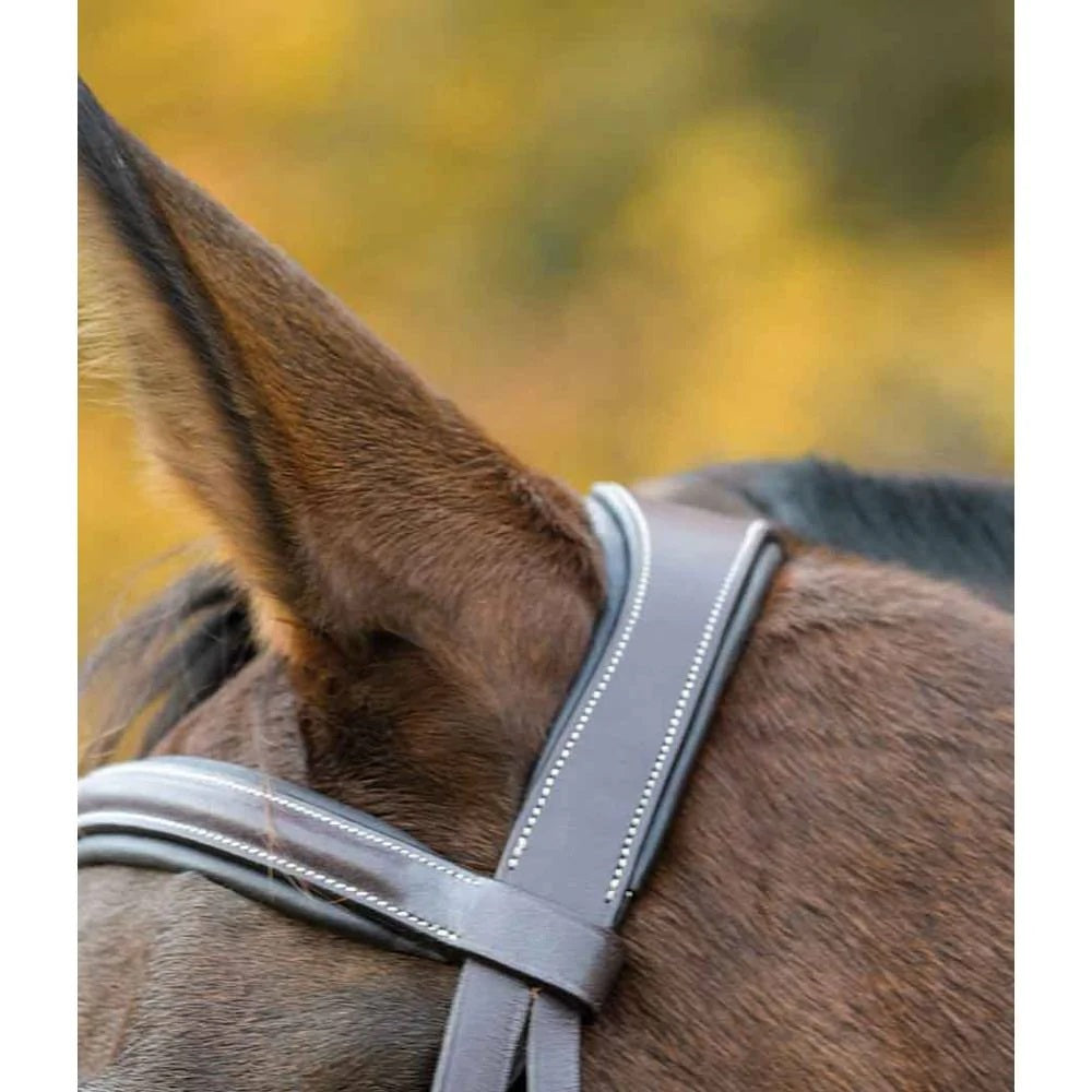 Avignon Ocala bridle