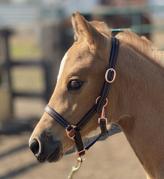 Ger-ryan shetland rosegold leather halter