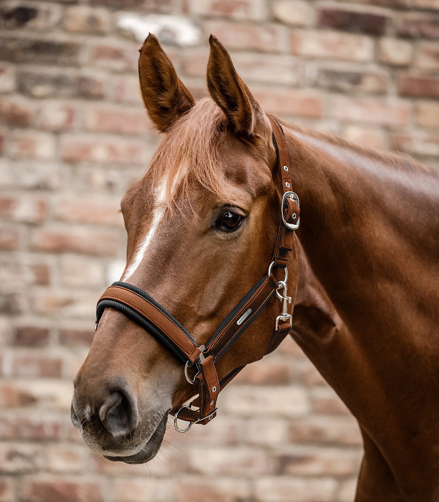 Waldhausen Mesh halter