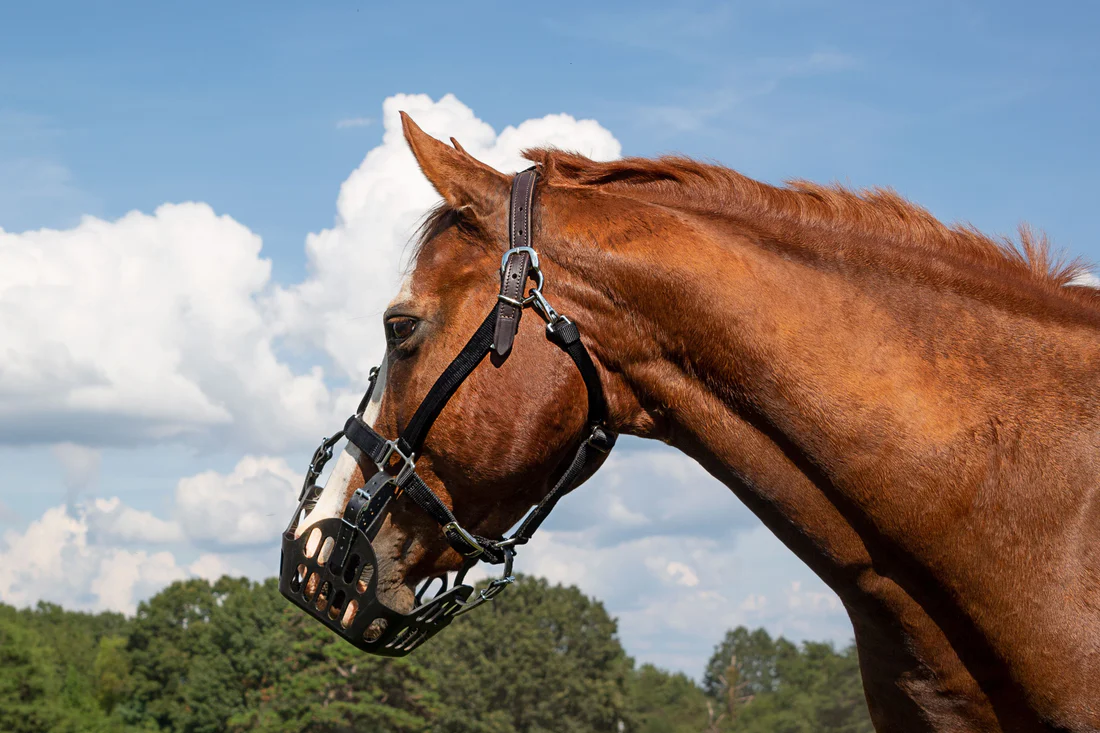 Greenguard halter