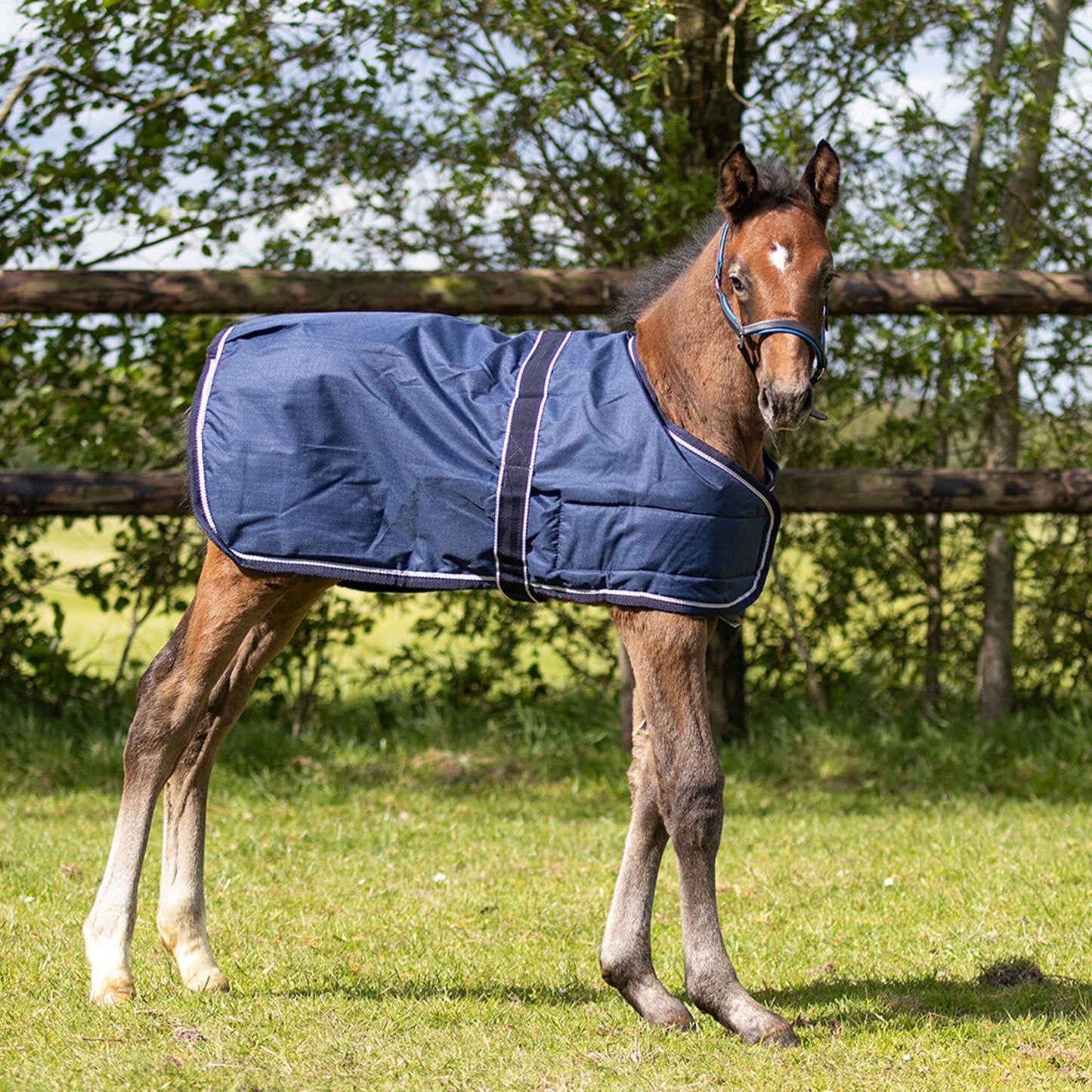 QHP foal turnout rug