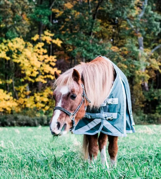 Couverture de participation pour poney Canadian Horsewear