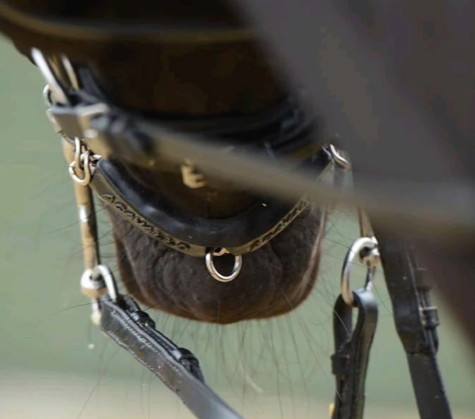 Protection de chaîne en gel Acavallo