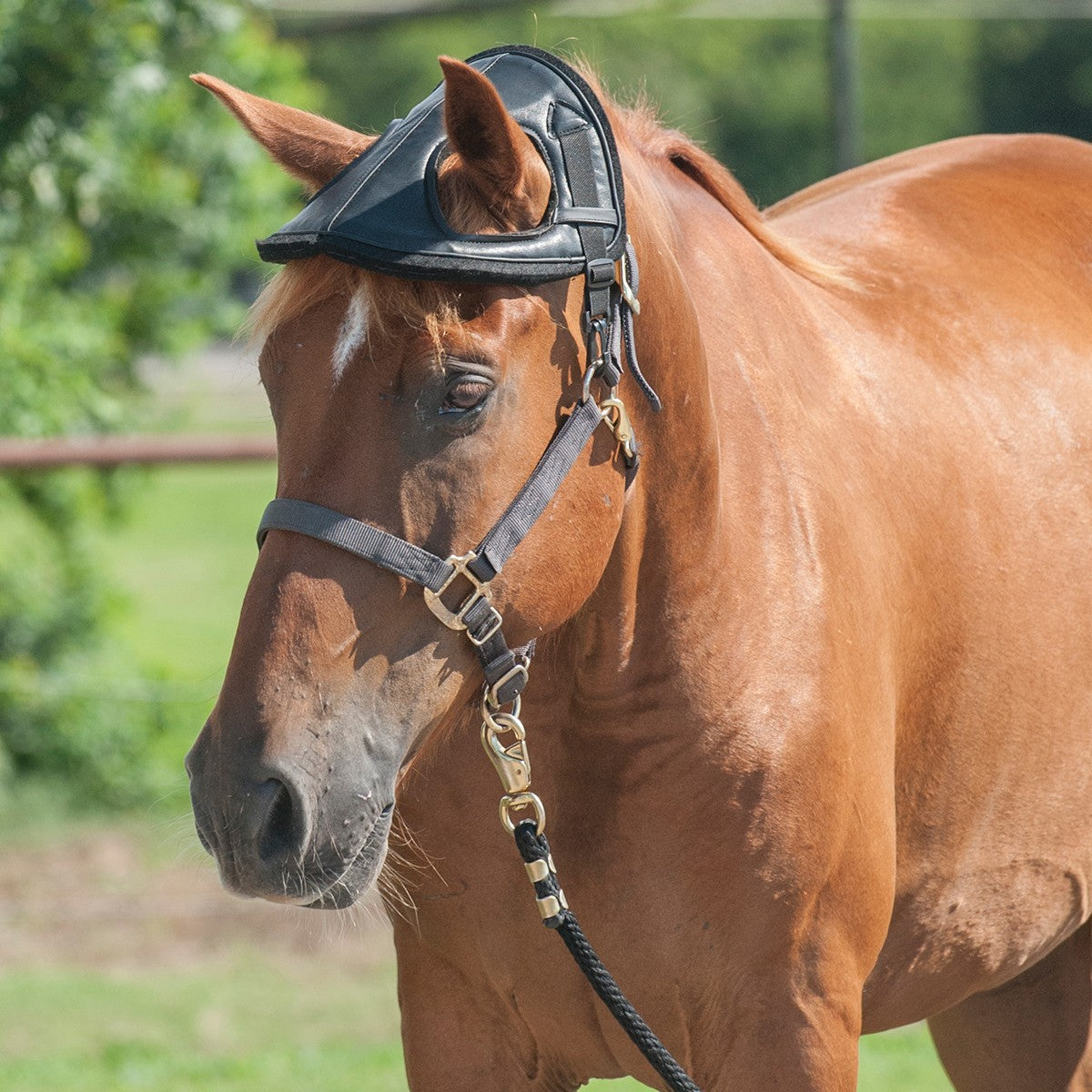 Cashel horse helmet