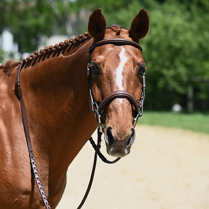 Bride de chasseur Antares Bridon - Cheval