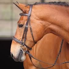 Shires Avignon Wellington bridle